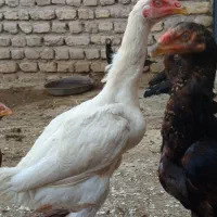 تخم مرغ لاری نطفه دار|حیوانات مزرعه|قزوین, |دیوار