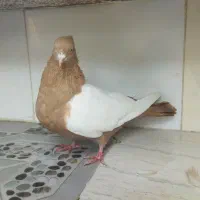 سینه ماده|پرنده|آشخانه, |دیوار