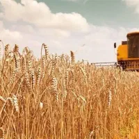 خرید گندم آبی و دیم