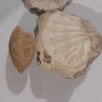 فسیل صدف