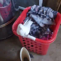 کبوتر|پرنده|زرین دشت (همدان), |دیوار