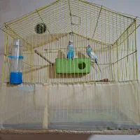 مرغ عشق انگلیسی 1 جفت