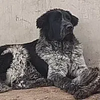 توله قدر جونی 5ماهه