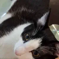 گربه تاکسیدو ۵ و نیم ماهه نر