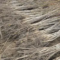 نهال گردو بازار پسند|خدمات باغبانی و درختکاری|فسا, |دیوار