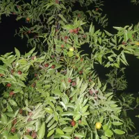 عناب تازه