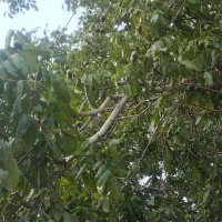 فروش-باغ-گیلاس-کرمجگان