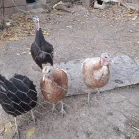 فروش بوقلمون ماده۴ عدد