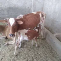 فروش گاوبومی زایده