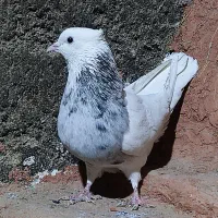 طوقی|پرنده|اقلید, |دیوار