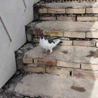 پرنده|پرنده|اندیمشک, |دیوار