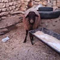 قوچ|حیوانات مزرعه|کوهدشت, |دیوار