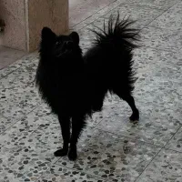 سگ‌‌.|سگ|بندرعباس, |دیوار