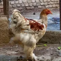 جو جه برهما۴۵روزه|حیوانات مزرعه|تربت‌حیدریه, حسنی بالا|دیوار
