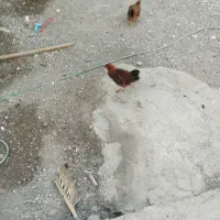 مرغ|حیوانات مزرعه|میناب, |دیوار