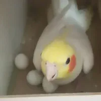 عروس هلندی ماده تخم گذاربشرت|پرنده|شوشتر, |دیوار