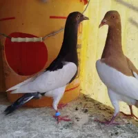 کفتر یهودی سرسفید طوقی