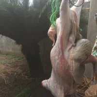 کشتار گوشت گوسفند بره نر زیر قیمت