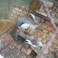 کفتر عالی|پرنده|بافت, |دیوار