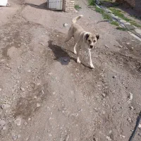 سگ گله معاوضه با الاغ