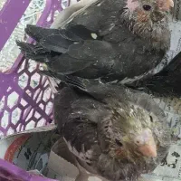 جوجه عروس هلندی