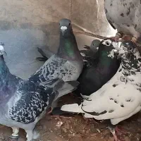 کبوتر جوانه سبز و پولک پرشی. درجه یک|پرنده|قائن, |دیوار