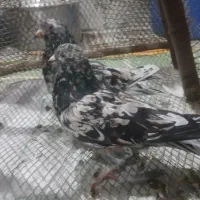 کبوتر سرور خوشگل|پرنده|لار, |دیوار