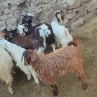 بز نر چاق و سالم