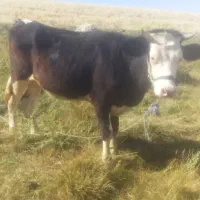 گوساله‌۳ماه‌آبستن‌‌مونت‌بیلیارد‌