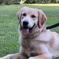 گلدن نر دوساله آماده ج/ف ت