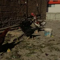 تخم لاری|حیوانات مزرعه|مشهد, باغون آباد|دیوار