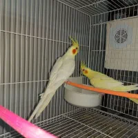 مجسمه عروس هلندی|مجسمه، تندیس، ماکت|قائن, |دیوار