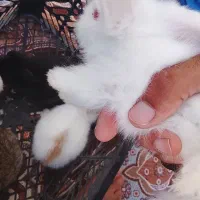 خرگوش لوپ اصل به ظمانت