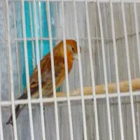 سهره سهره قناری