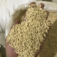 جو کشت ابی مناسب برای بذر