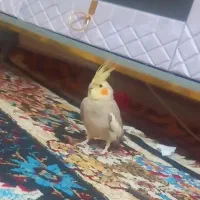 عروس هلندی معاوضه با پاد