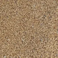 فروش گندم بذر