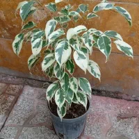 گلهای زیبا|گل و گیاه طبیعی|اردبیل, |دیوار