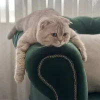 پانسیون نگهداری گربه vip