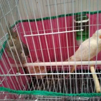 دو عدد عروس هلندی