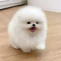 سگ پامر|سگ|تهران, سعادت‌آباد|دیوار