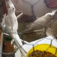 جفت عروس هلندی آلبینو مولد|پرنده|کوخرد هرنگ, |دیوار