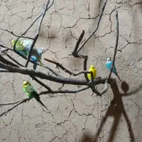 مرغ عشق یکجا|پرنده|ابهر, |دیوار