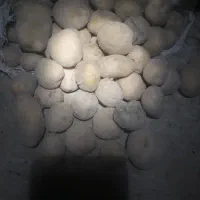 سیب زمینی سانتا1401بذری