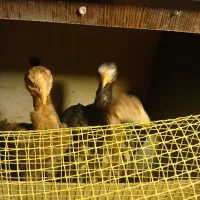 جوجه لاری|حیوانات مزرعه|مهدی شهر, |دیوار