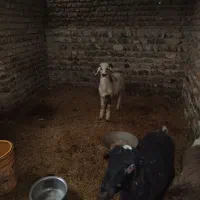 بره قربانی