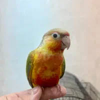 طوطی گیرینچیک