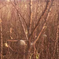 نهالستان محمودی|گل و گیاه طبیعی|محمدیه-قزوین, |دیوار