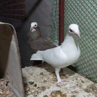 کفتر فروشی|پرنده|طبس, |دیوار