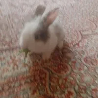 خرگوش مینیاتوری بازیگوش|موش و خرگوش|سنندج, |دیوار